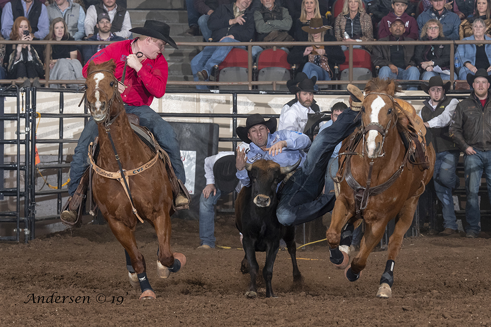 Scott Guenthner transitions to his steer Saturday during the San Angelo Stock Show and Rodeo. Guenther, a two-time National Finals Rodeo qualifier from Provost, Alberta, leads the average with a two-run cumulative time of 8.2 seconds. (PHOTO BY RIC ANDERSEN)