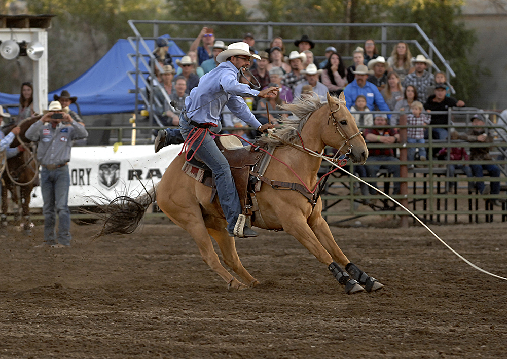 Blaine Konkel steps off his horse to finish his fifth-place run Saturday night at the Cattlemen's Days PRCA Rodeo in Gunnison, Colorado. (PHOTO BY ROBBY FREEMAN)