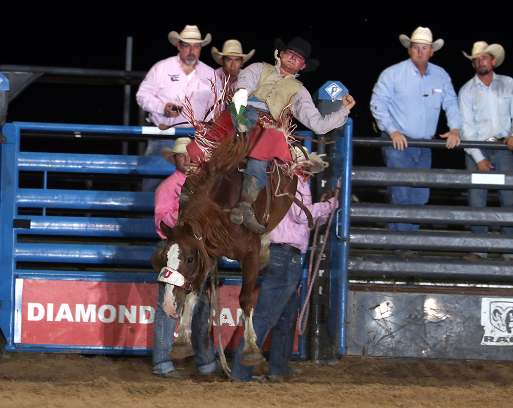 Bareback rider Tim Murphy is one of nine reigning champions at the Austin County Fair's Rodeo, which takes place Oct. 10-12 in Bellville, Texas. (PHOTO BY PEGGY GANDER)